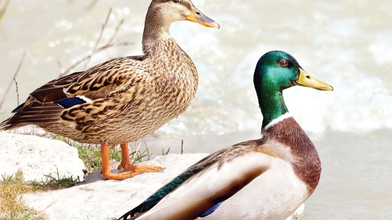 германия водоплаващи