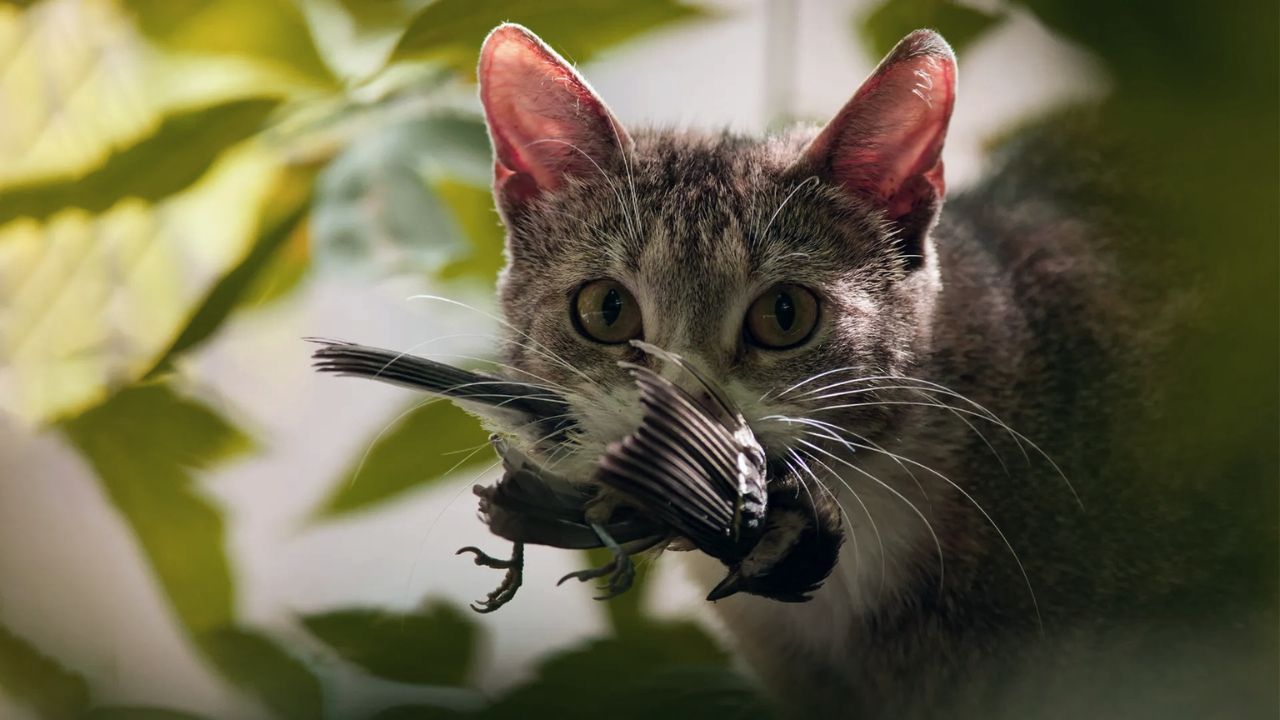 нова зелендия котки