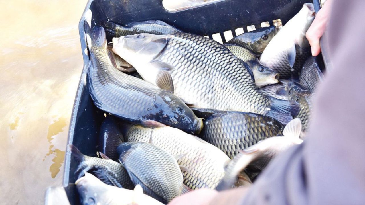 дъбника шарани