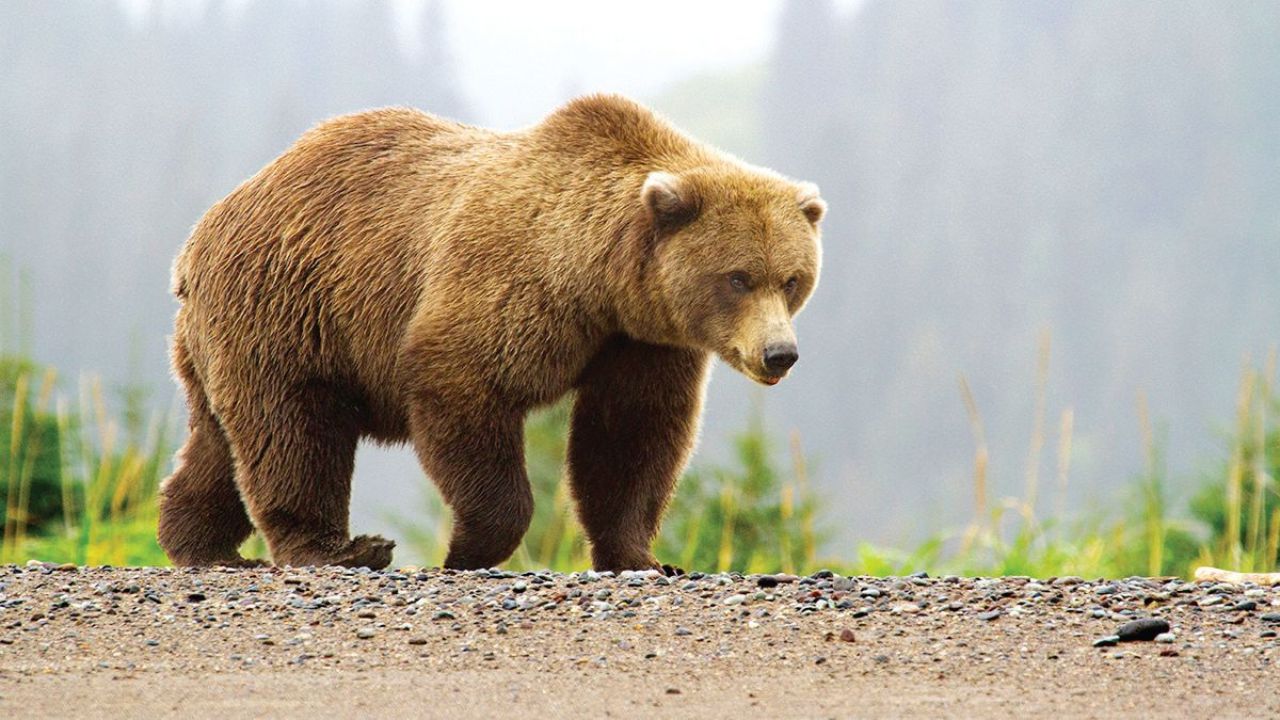 мечките природата