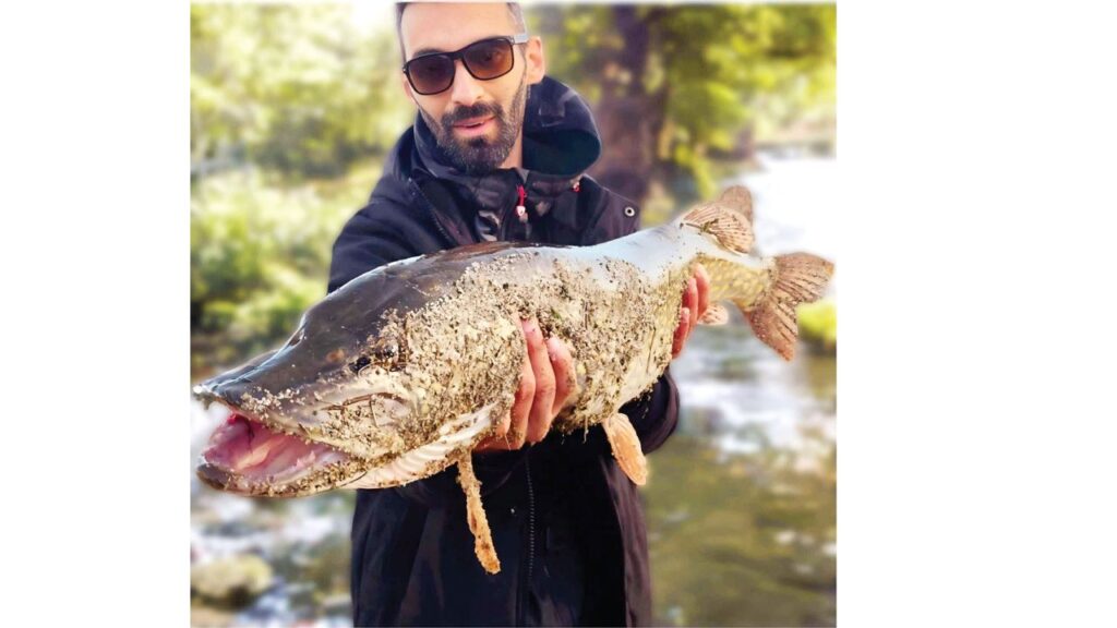 щука марица