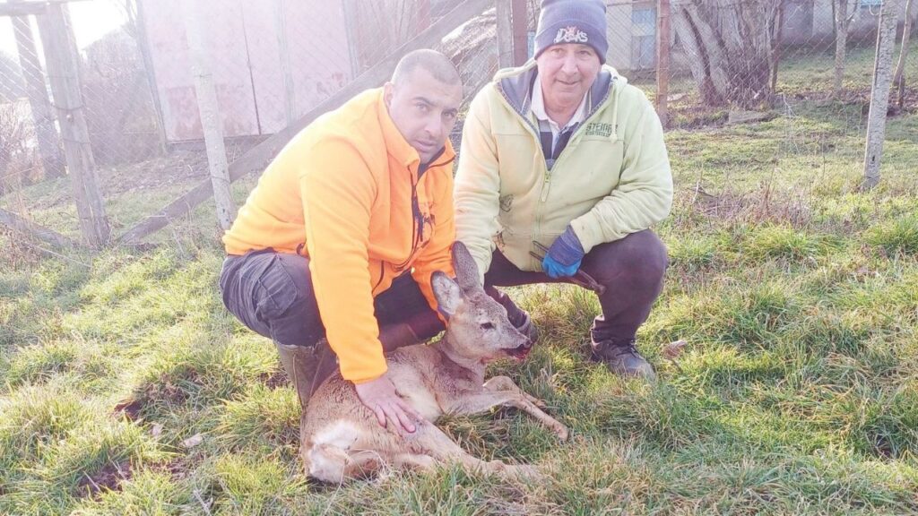 бедстващо сърне омуртаг