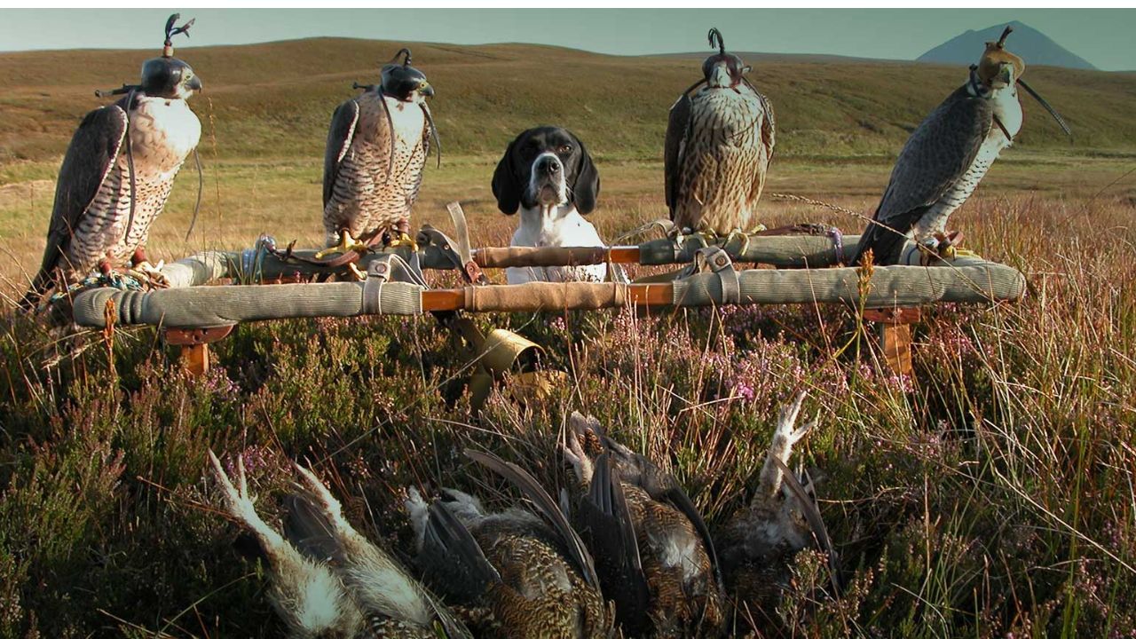 словения соколарството