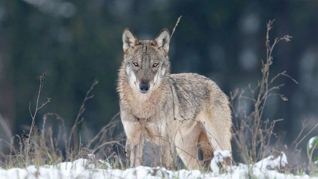 вълк италия