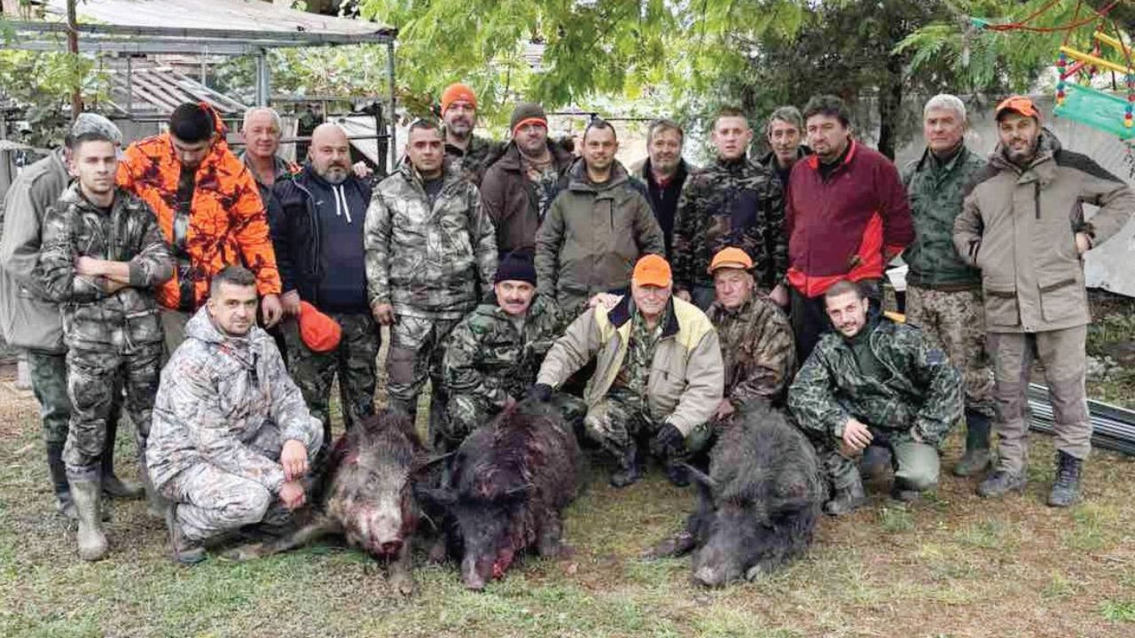 диви свине велико търново