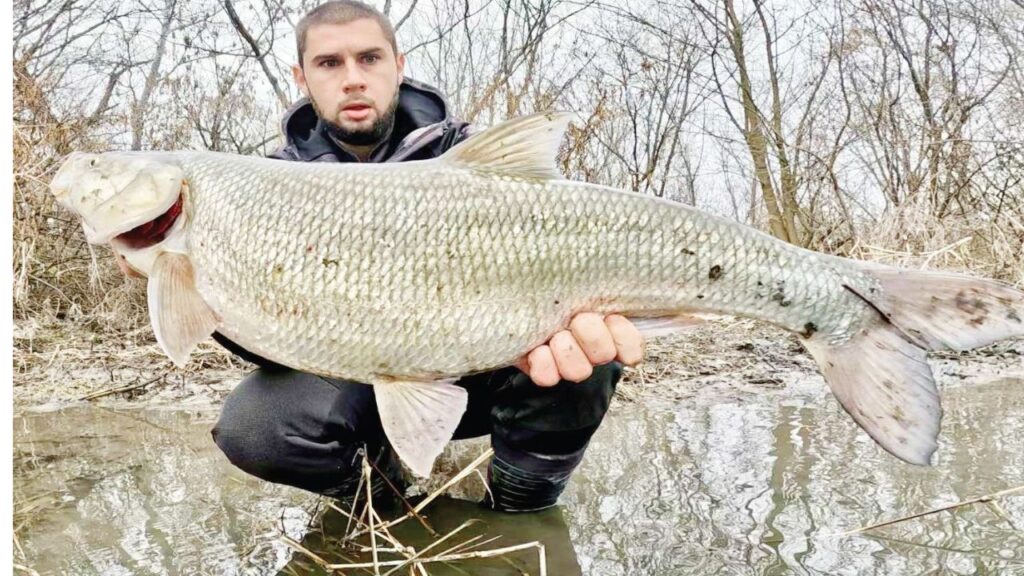 распер марица