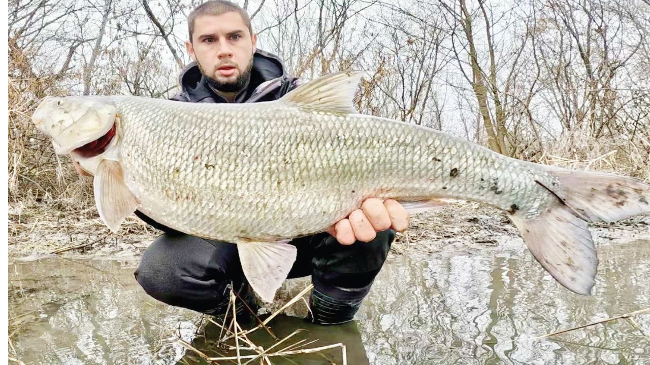 распер марица