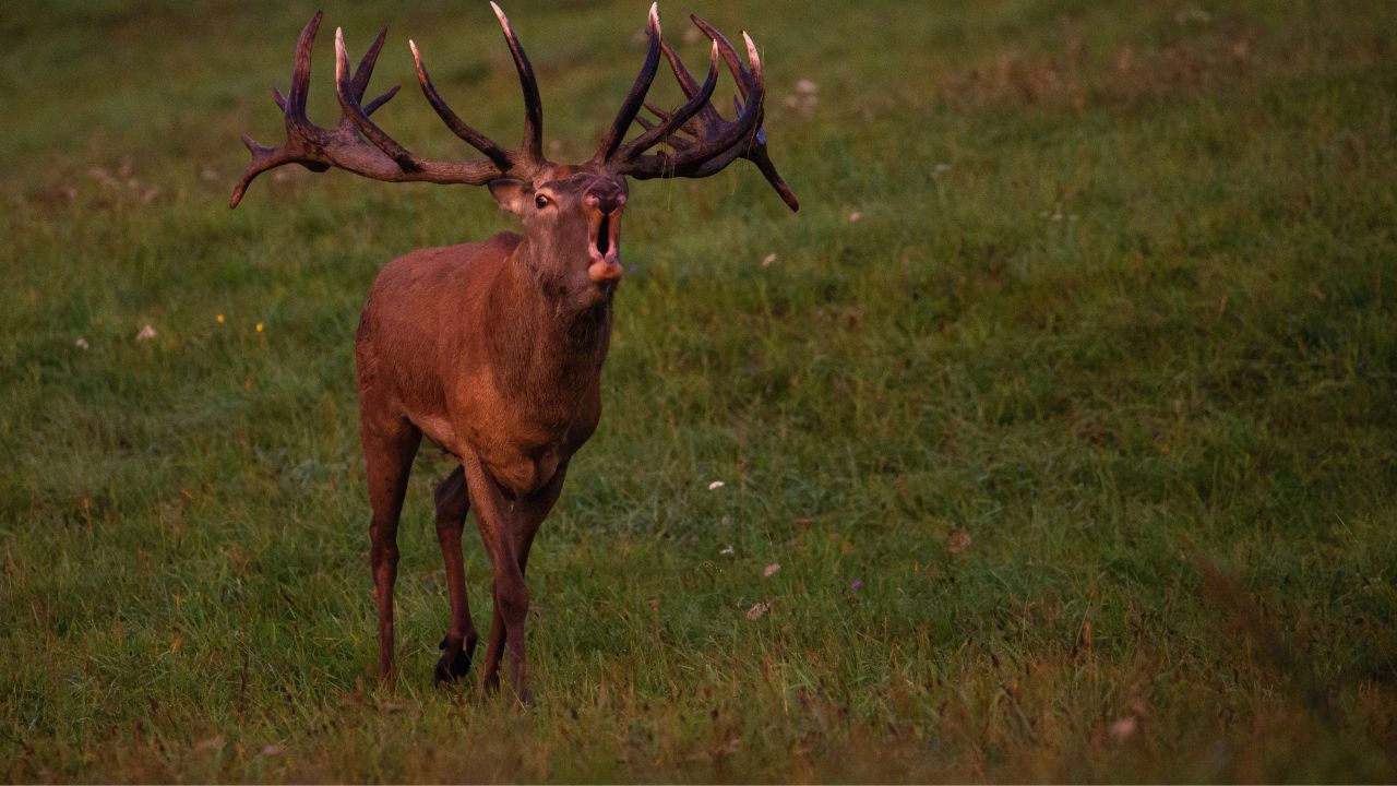 благороден елен германия