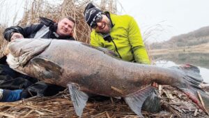 видинчанин толстолоб