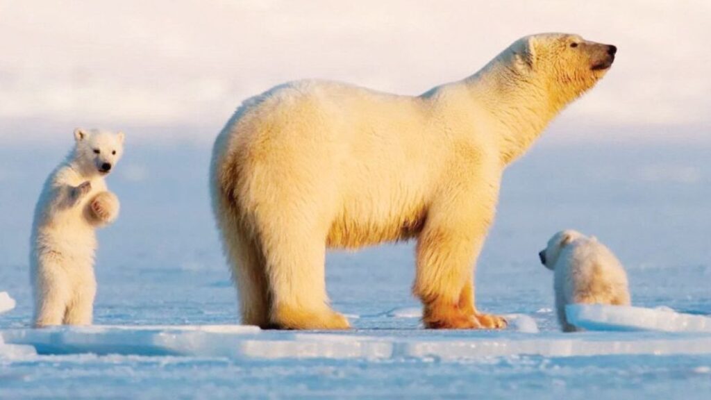 полярните мечки