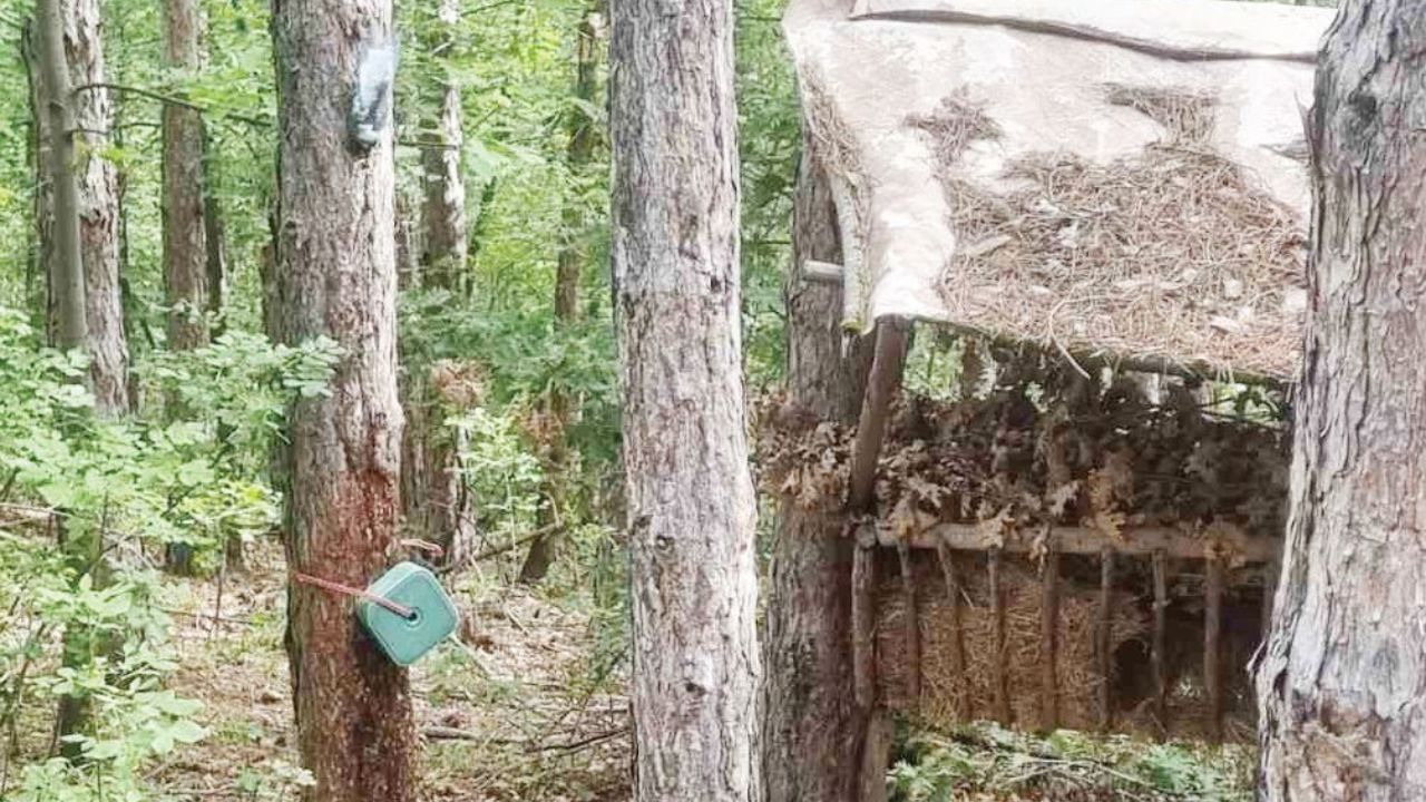 пчеларово дивеча