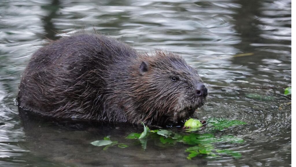 анкета бобър
