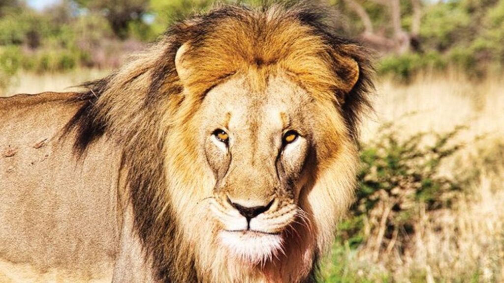 лъвовете бракониерство