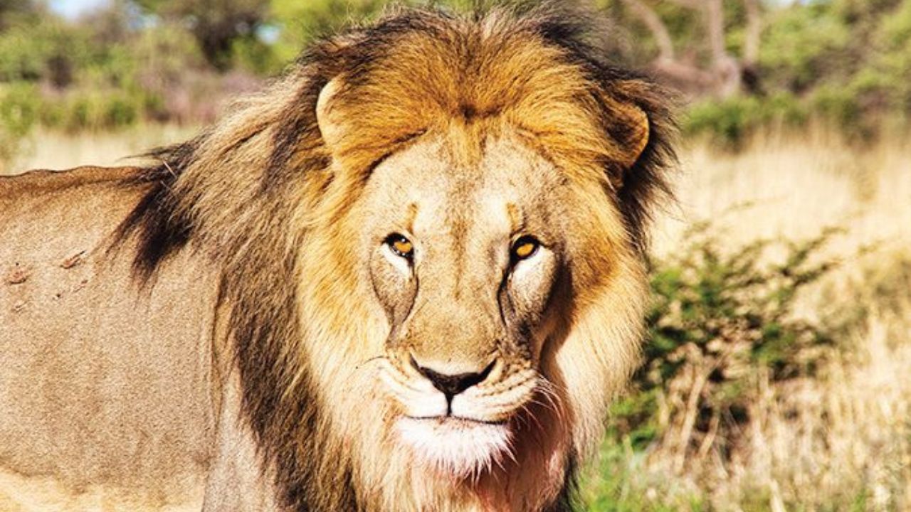 лъвовете бракониерство