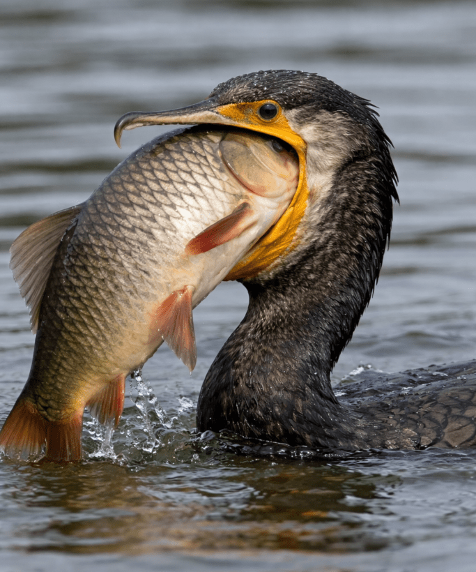 бфрс корморани