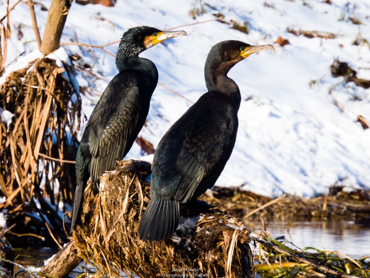 бфрс корморани