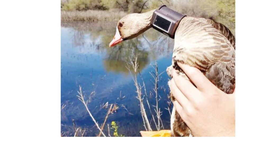 сащ проект водоплаващи птици