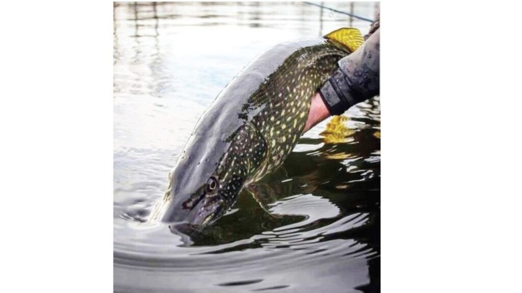 щуката забрана