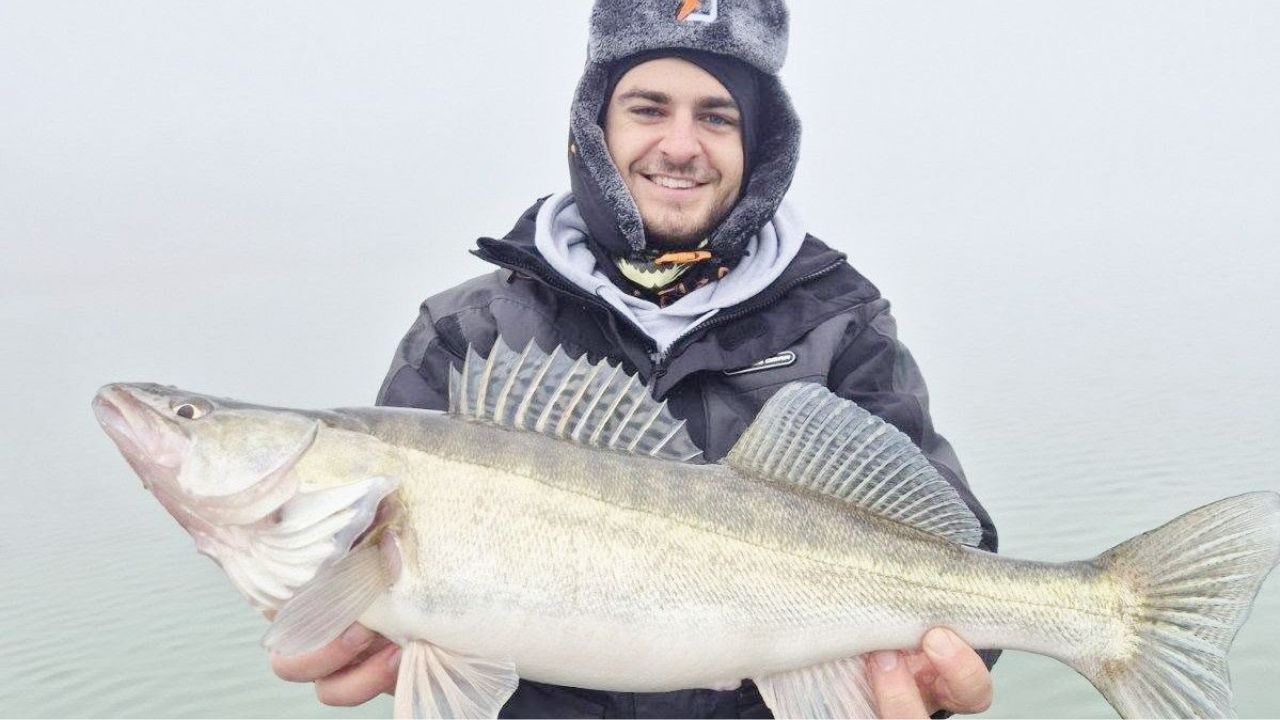 бели риби тича