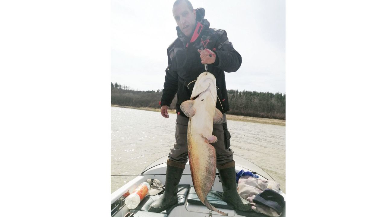 сомският сезон