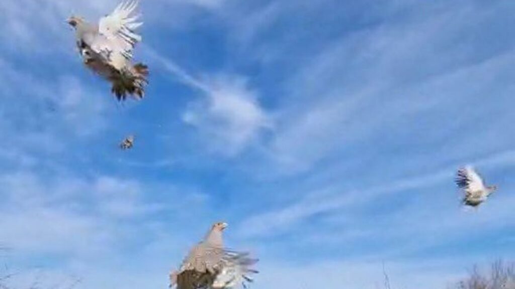 сливница разселване