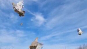 сливница разселване