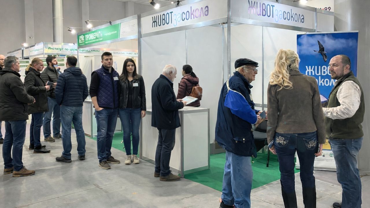 живот за сокола