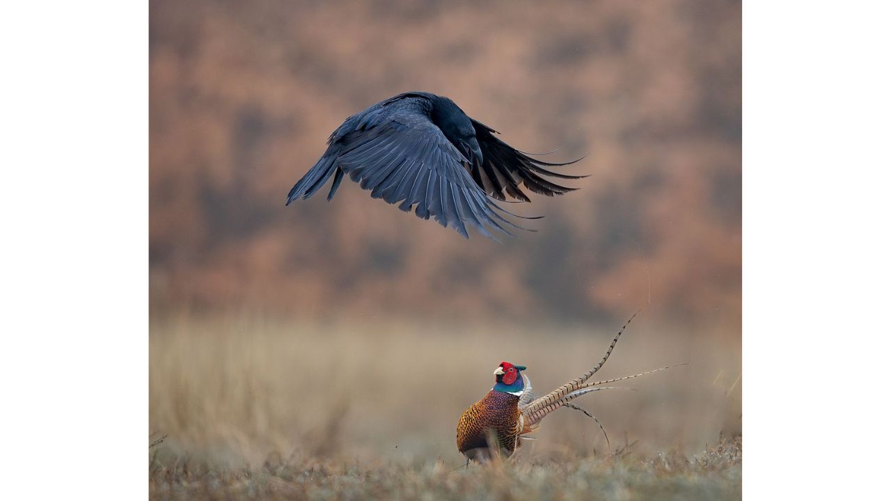 мигове от дивия свят
