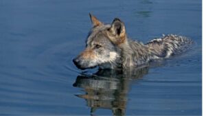 Фирвалдщетското езеро вълк