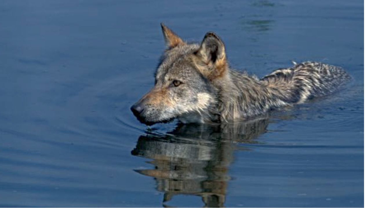 Фирвалдщетското езеро вълк