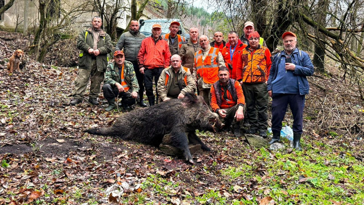 млечино сезон