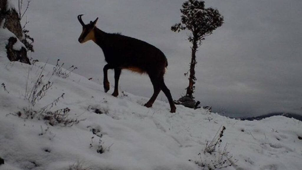 девин дива коза