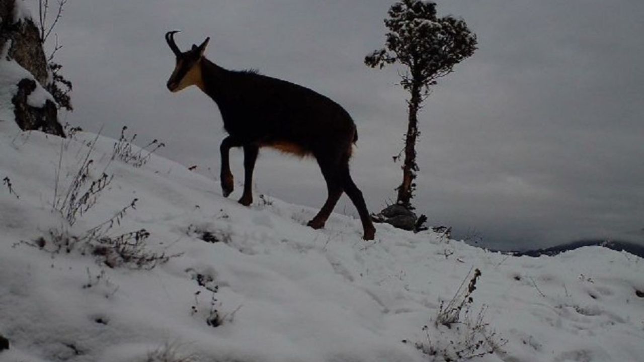 девин дива коза