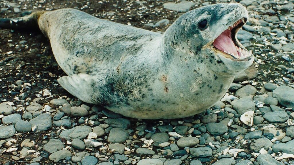 морски бозайници