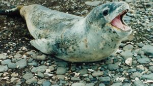 морски бозайници