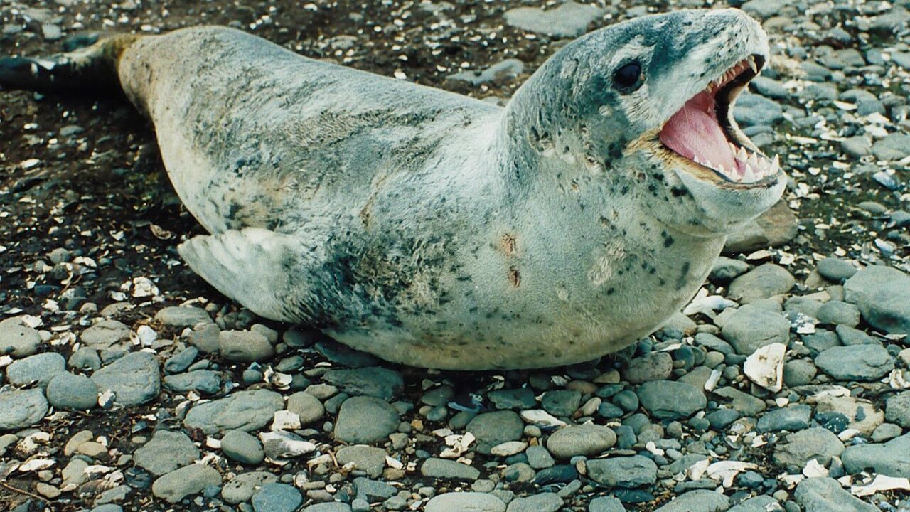 морски бозайници