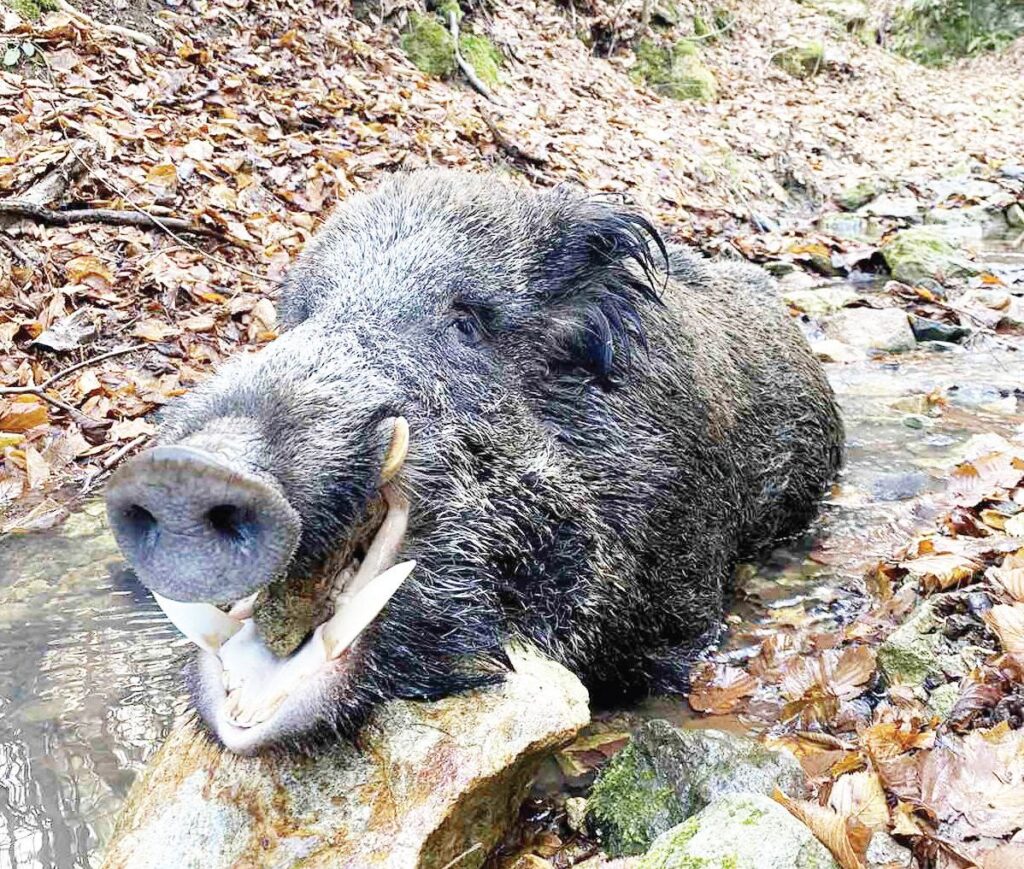 маказа бракониерство