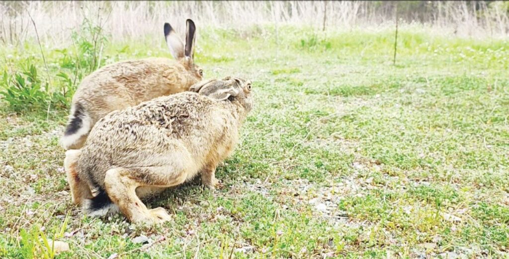 нова загора зайци