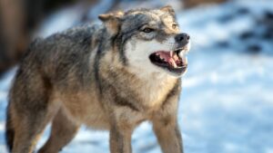 вълк хамбург