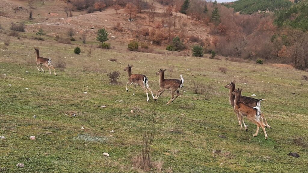 кърджали таксация