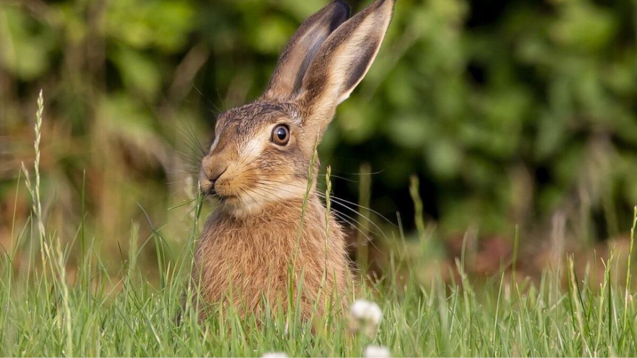събрание софия-заппад