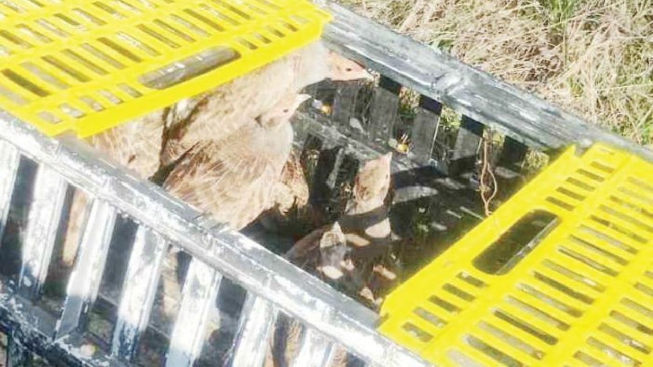 септември дивеч