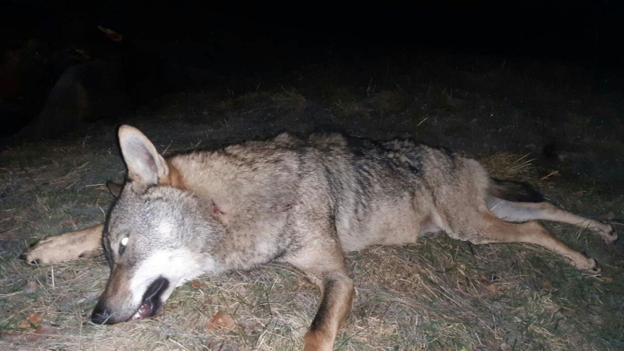 италия вълци