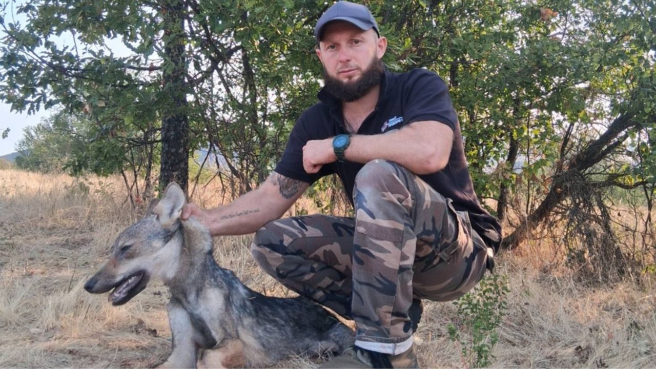 белоградчик вълчица